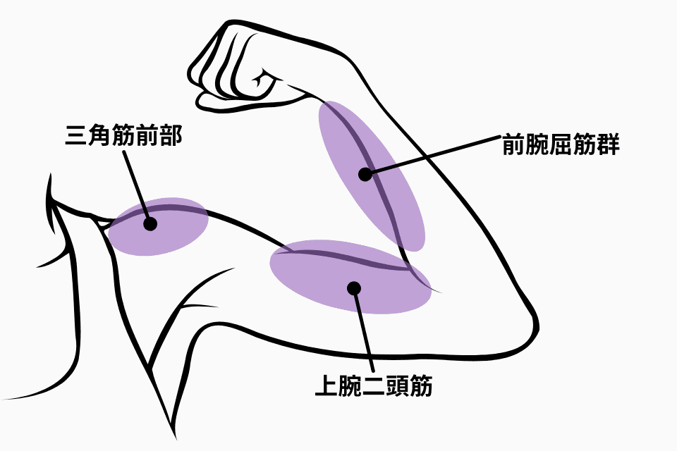 上腕二頭筋、三角筋全部、前腕屈筋群のイラスト。K-POPライブで使うペンライトを持つときに使う筋肉。