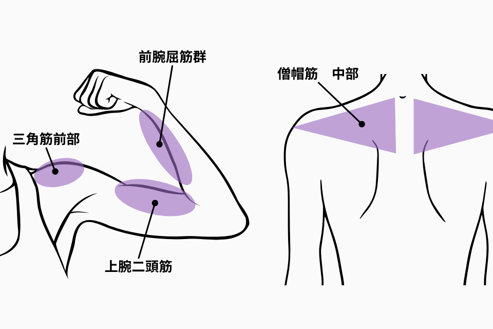 上腕二頭筋、三角筋前部、前腕屈筋群、僧帽筋中部のイラスト。K-POPライブで使う双眼鏡を持つときに使う筋肉。