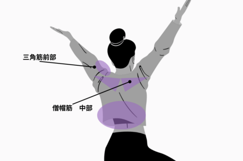 三角筋前部、僧帽筋中部のイラスト。K-POPライブで使ううちわを持つときに使う筋肉。